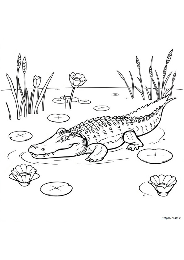 Realistic Alligator Coloring Pages