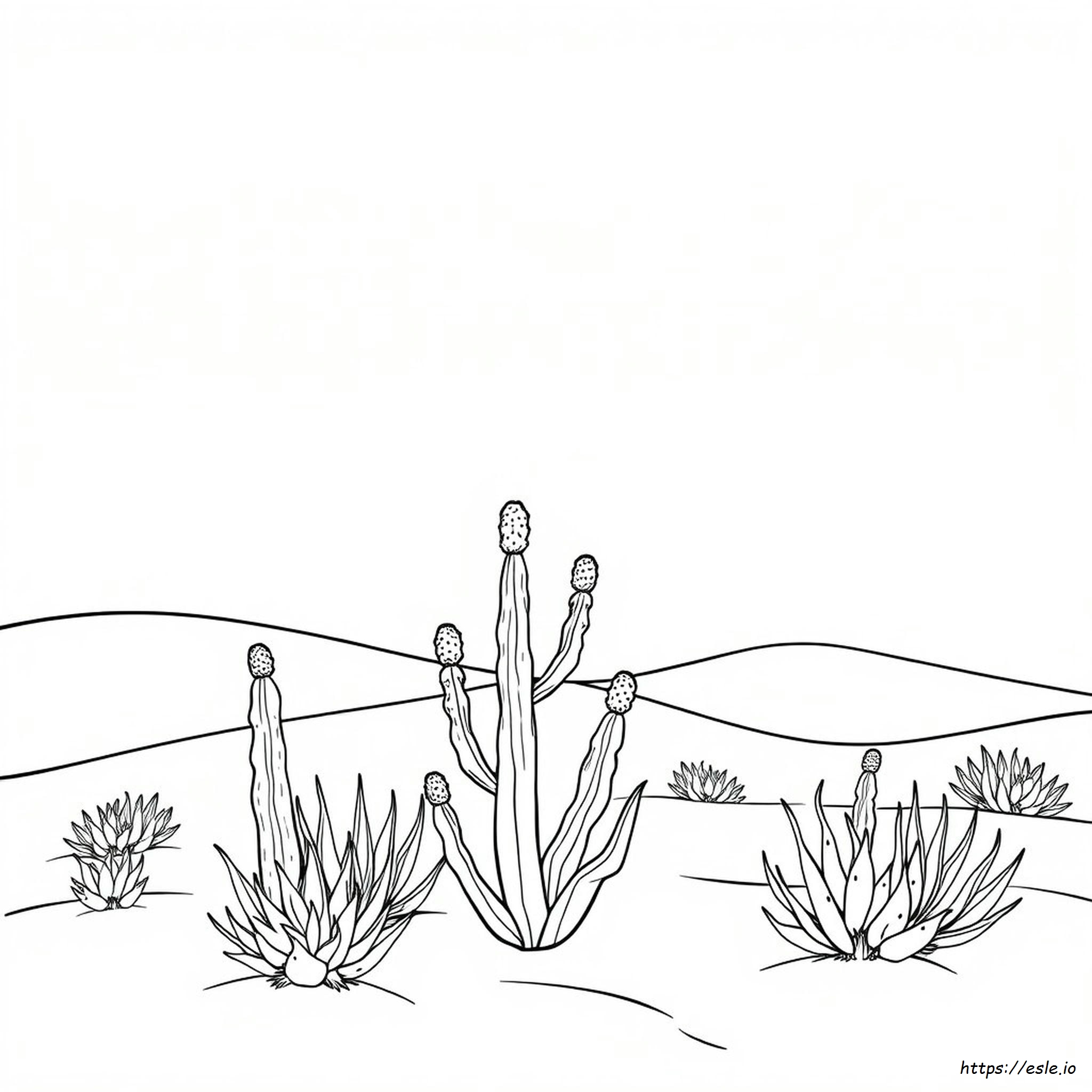 Plantas Del Desierto Para Colorear