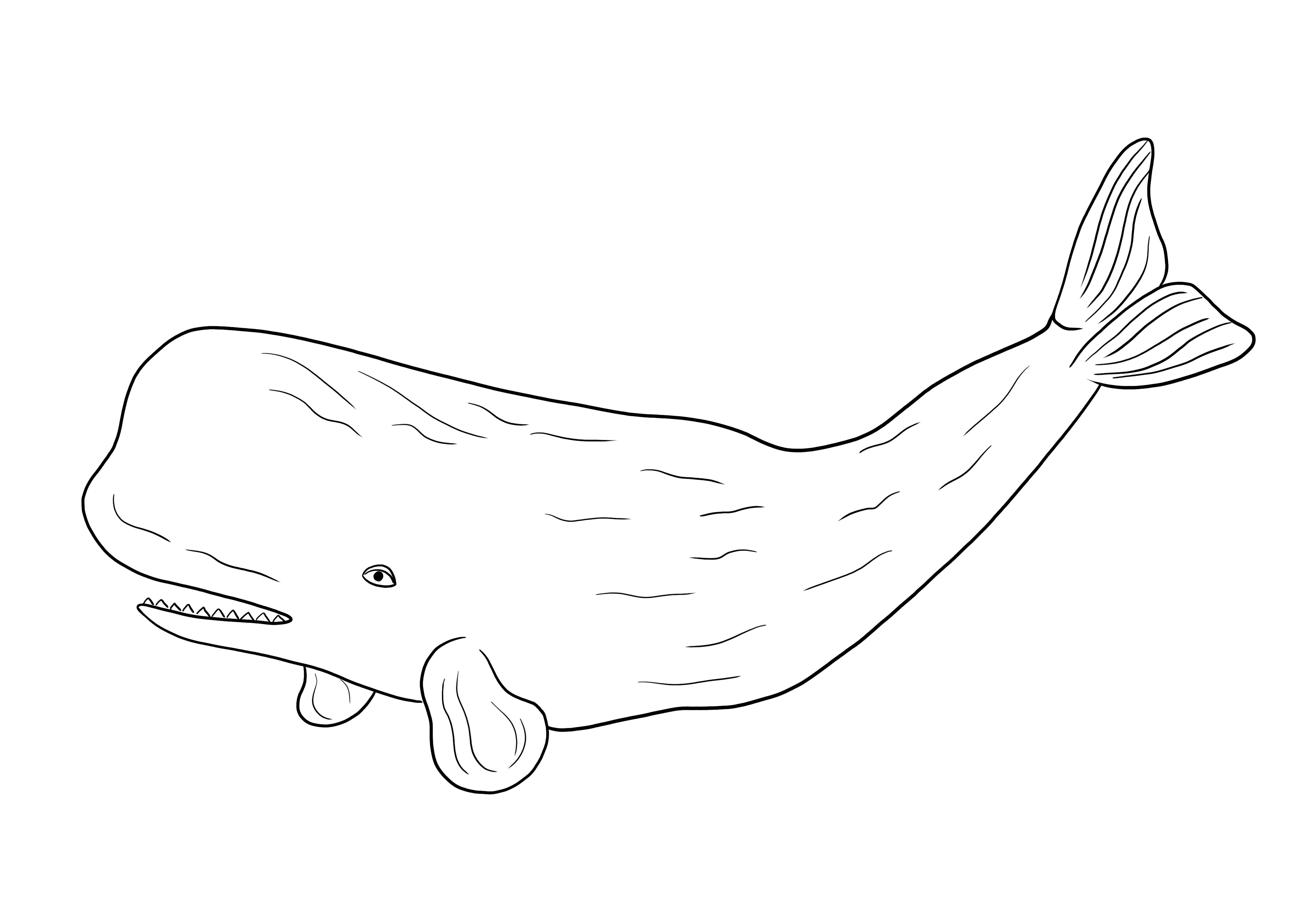 Imprimível sem baleia de cachalote para colorir imagem para usar para crianças