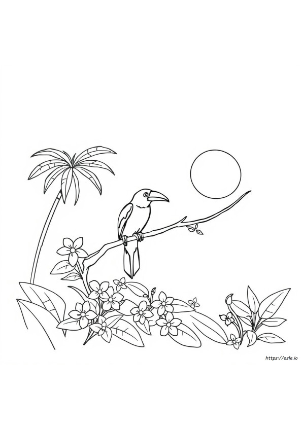 Pássaros Tropicais Para Colorir