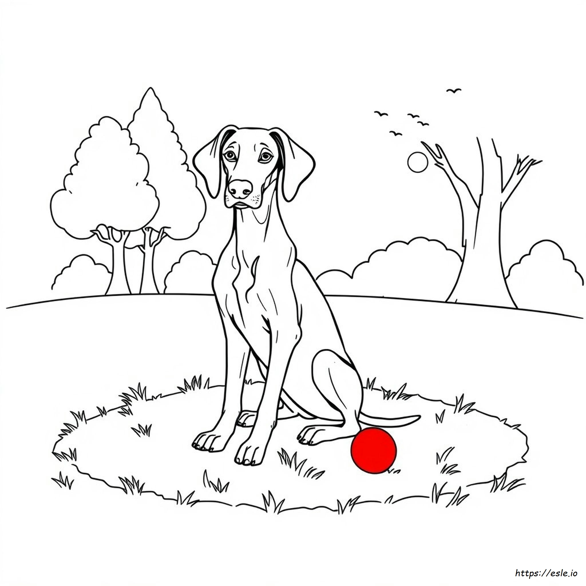 Vizsla Coloring Page