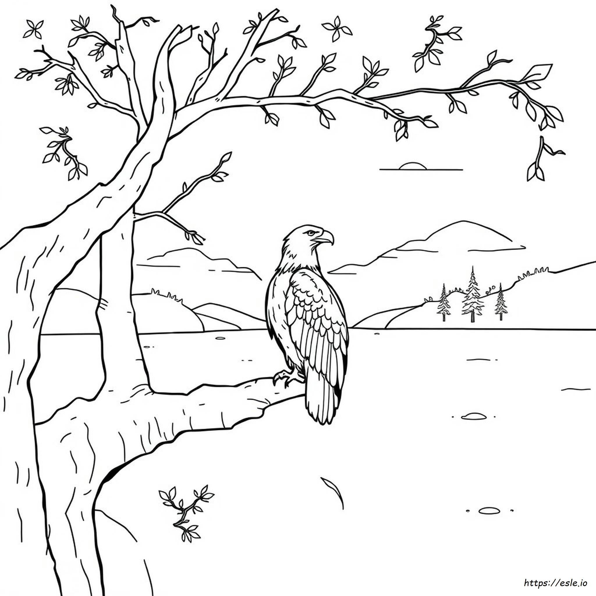 Bald Eagle Coloring Page Free