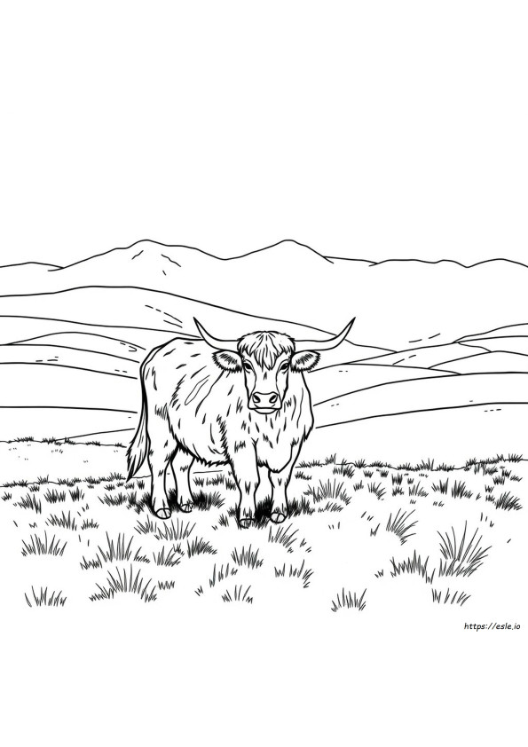 Mucca Highland Da Colorare Per Adulti