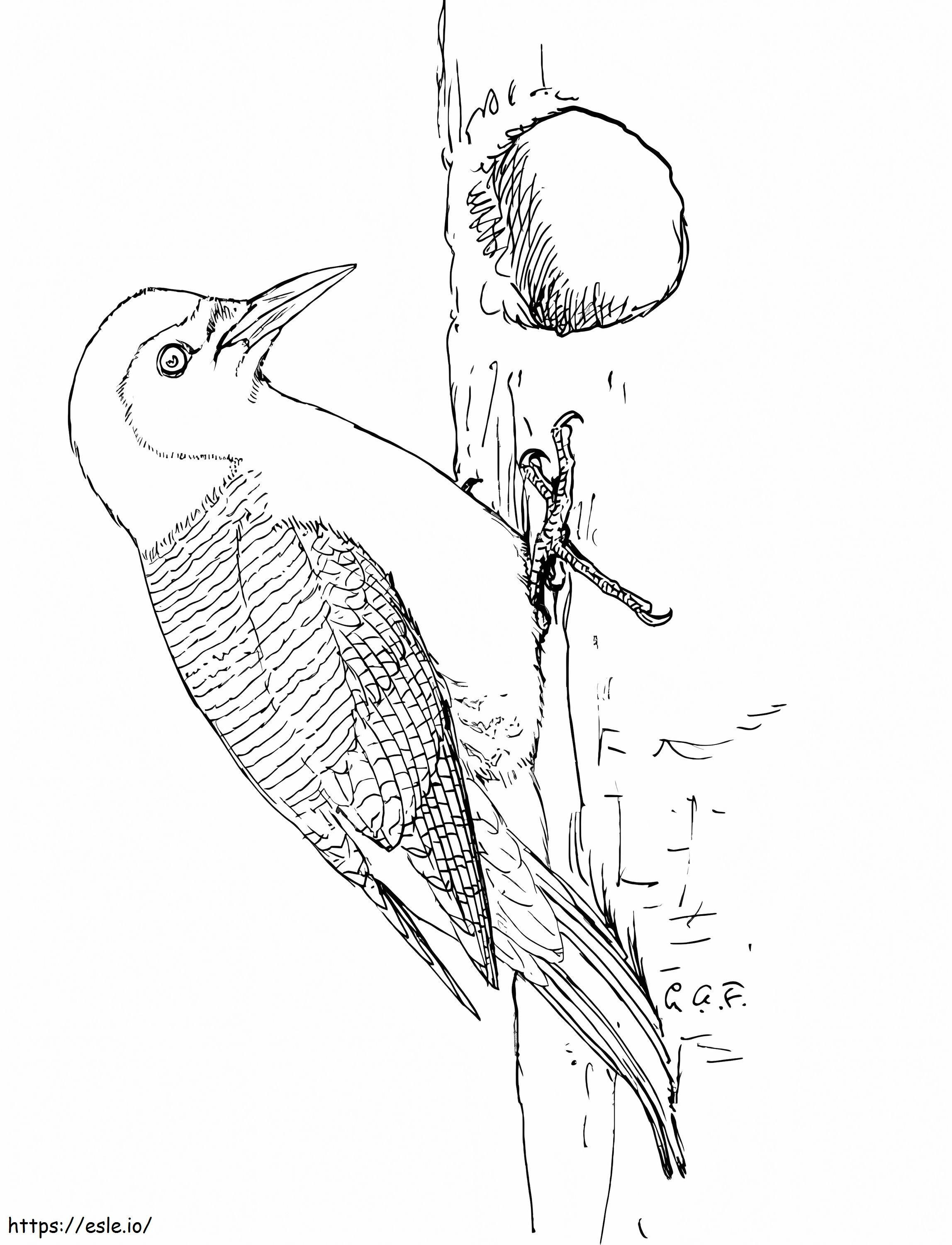 Red-Bellied Woodpecker coloring page