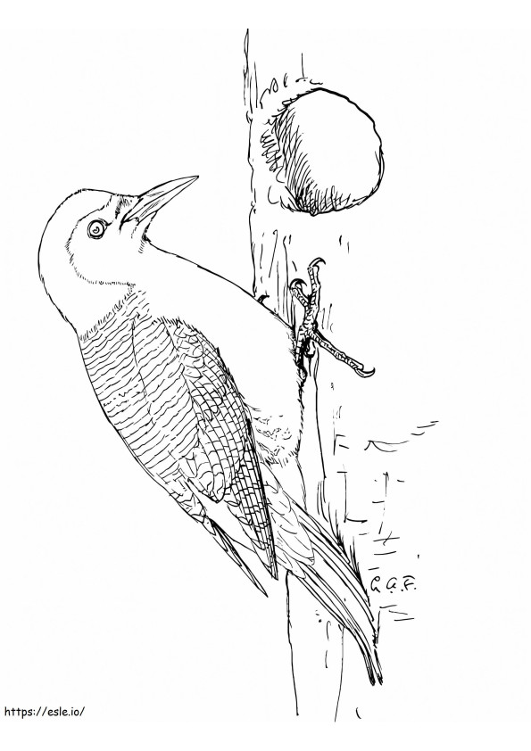 Red-Bellied Woodpecker coloring page