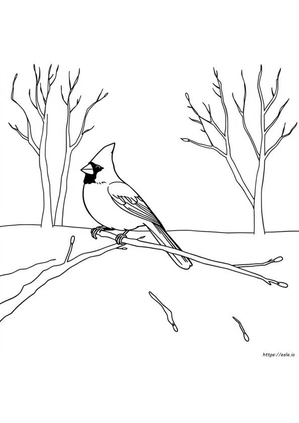 Disegni Da Colorare Cardinali