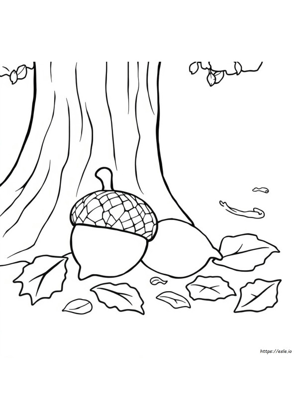 Acorn Colouring Page