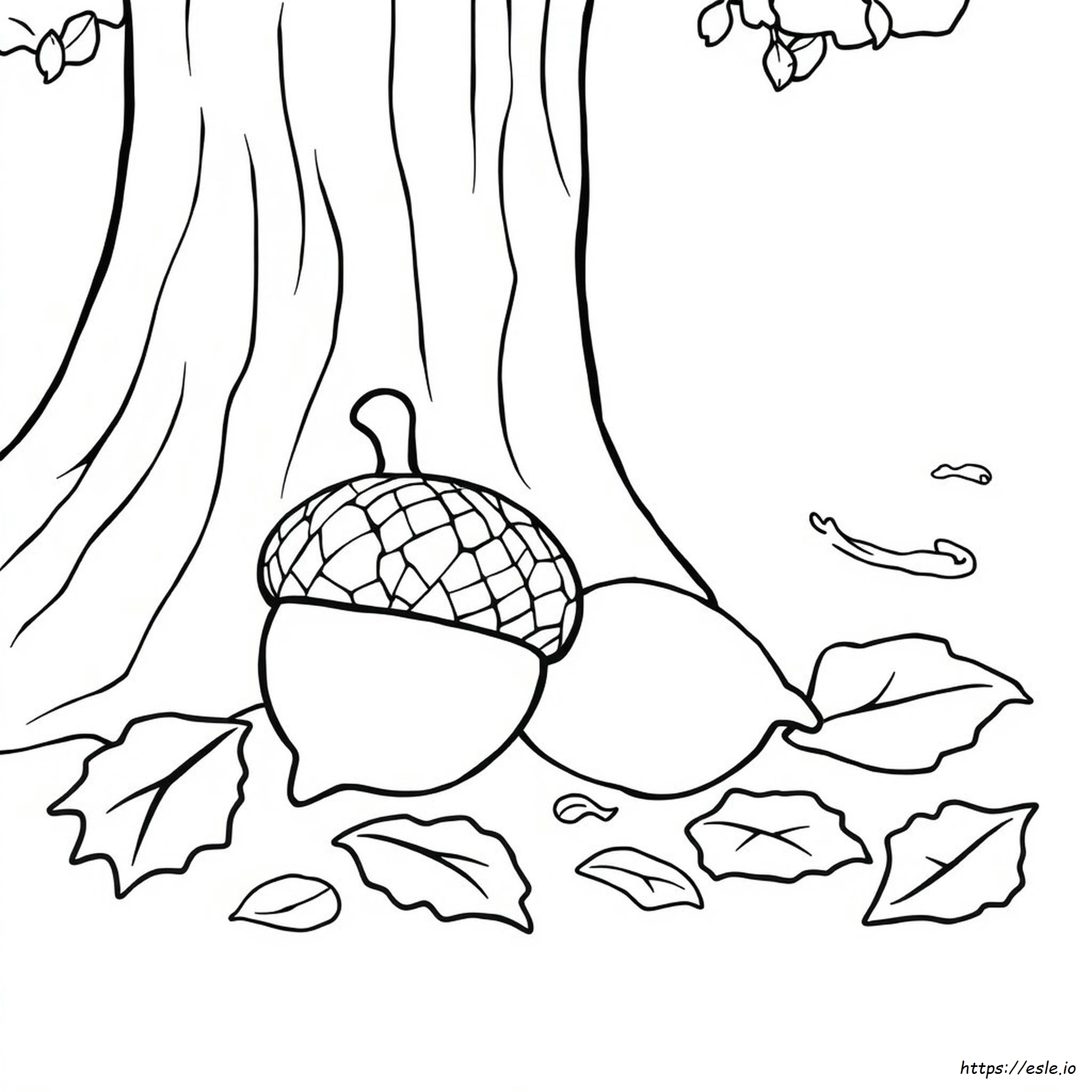 Acorn Colouring Page