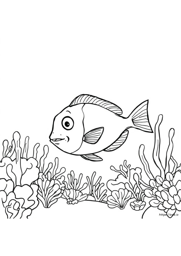 John Dory Värityskuva
