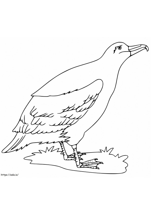 Albatros pe pământ de colorat