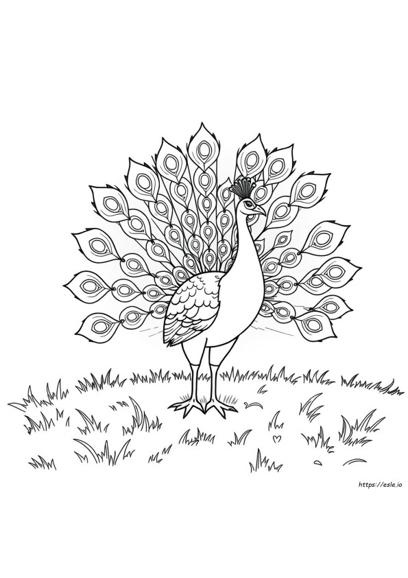 Desene De Colorat Cu Păuni Superbi