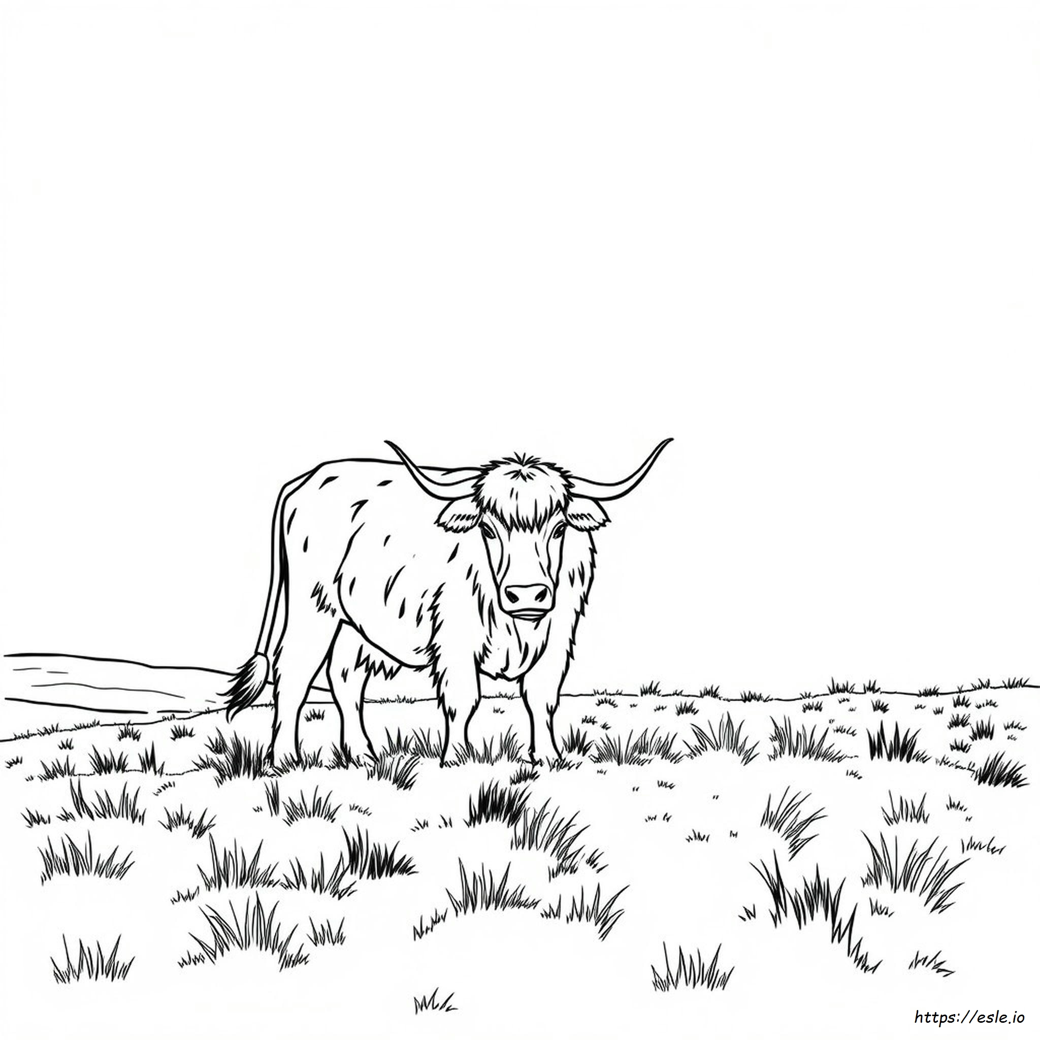 Free Highland Cow Coloring Pages