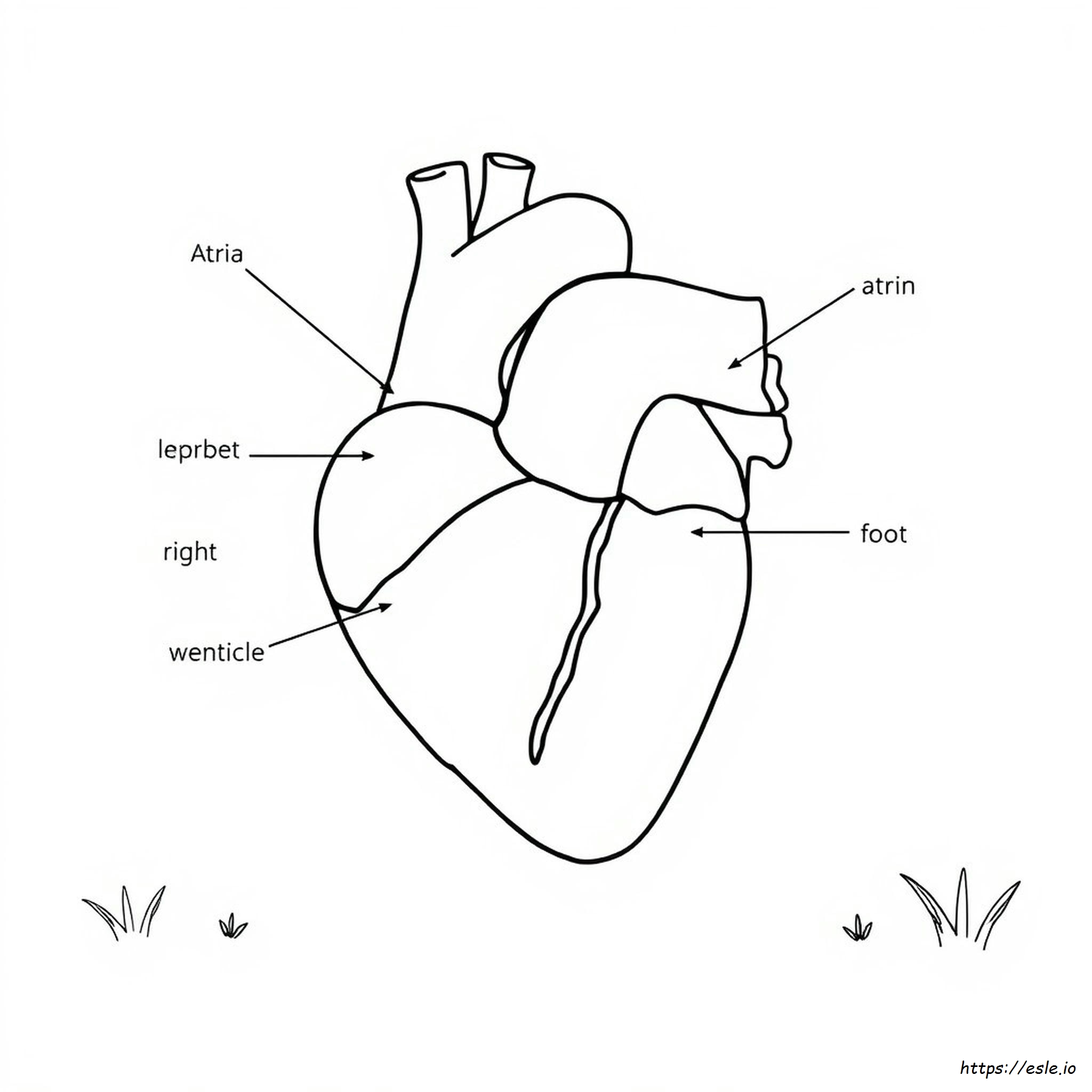 Heart Coloring Diagram