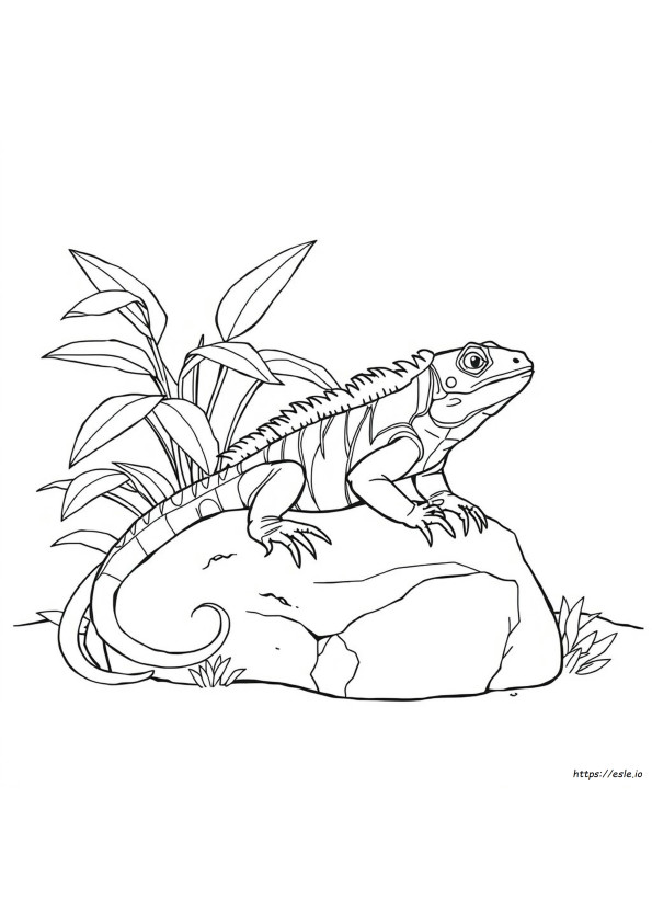 Iguana Para Colorir