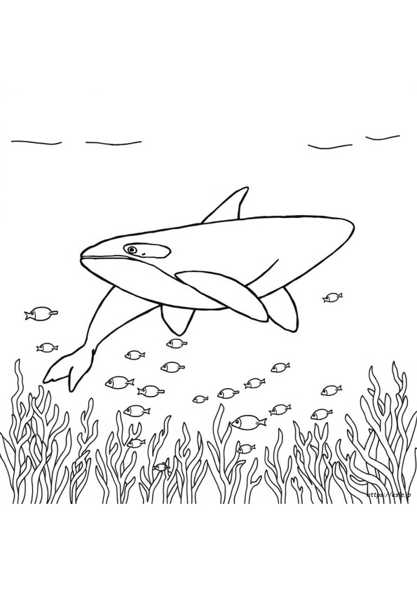 Orkaa Kleurplaat