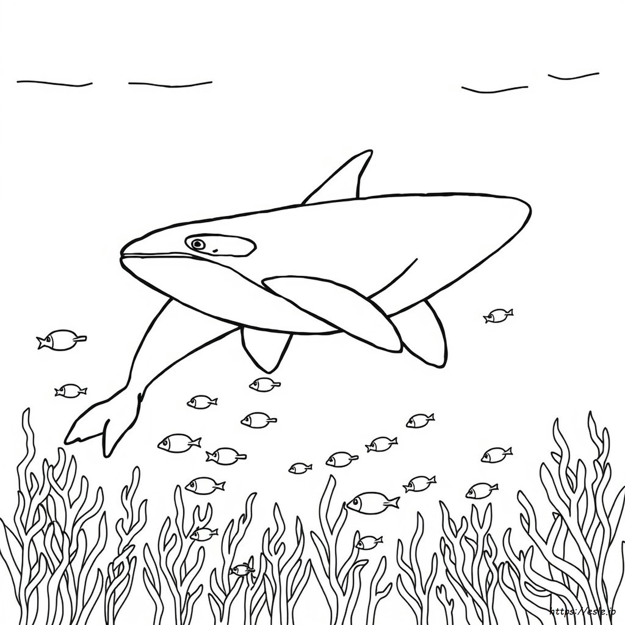 Killer Whale Coloring Page