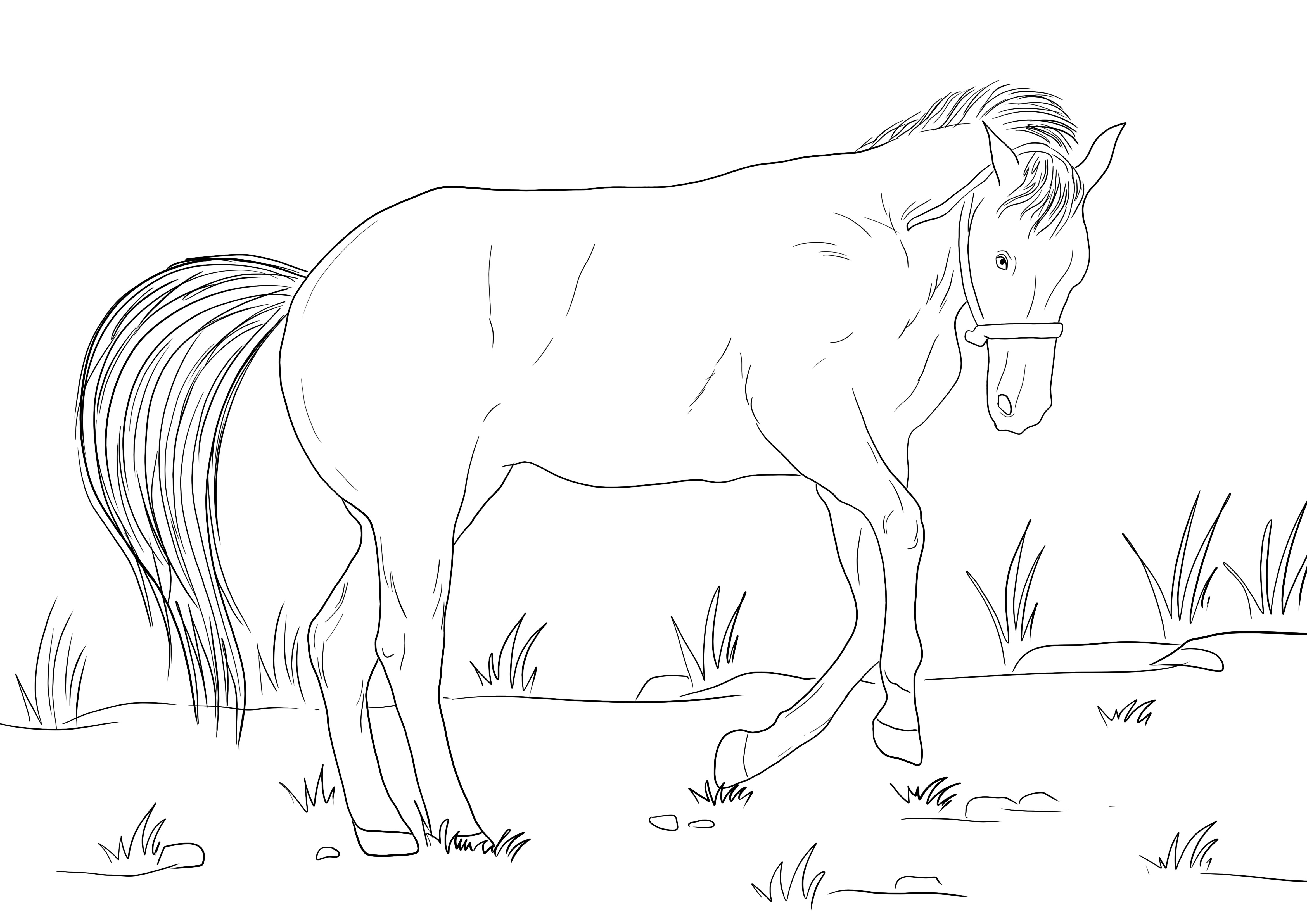 O imagine de colorat a unui cal înclinat imprimabilă gratuit pentru ca copiii să învețe despre animale