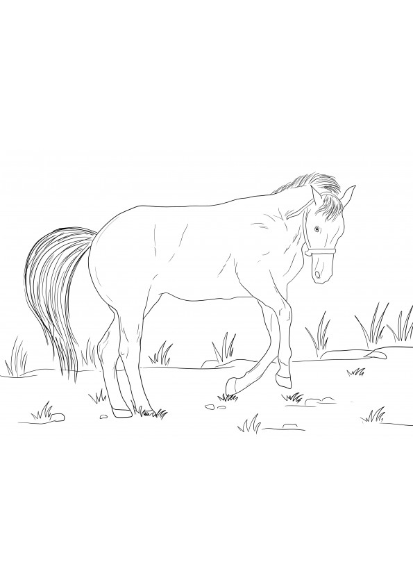 A coloring image of a Bucking Horse free printable for kids to learn about animals