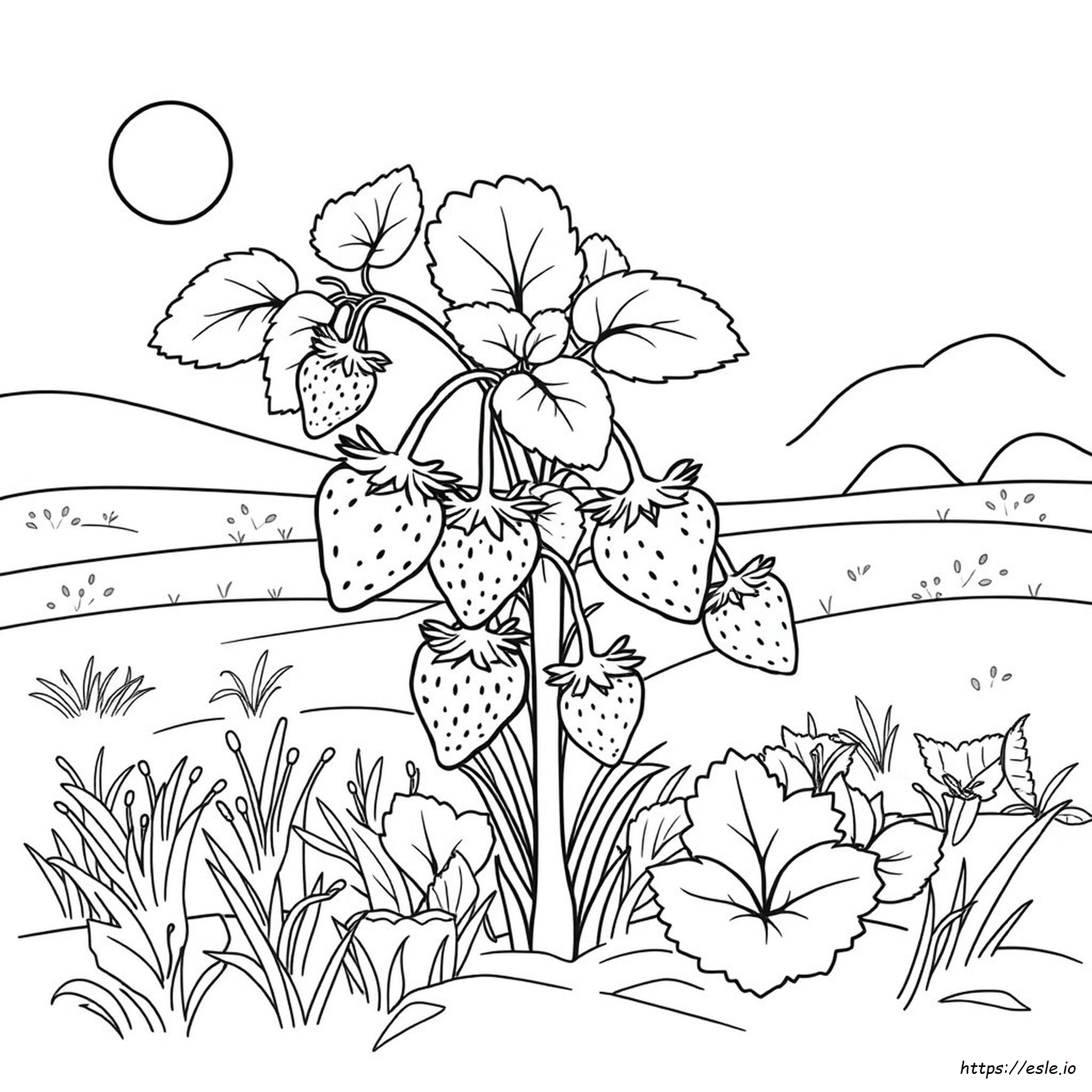 Strawberries Colouring Page