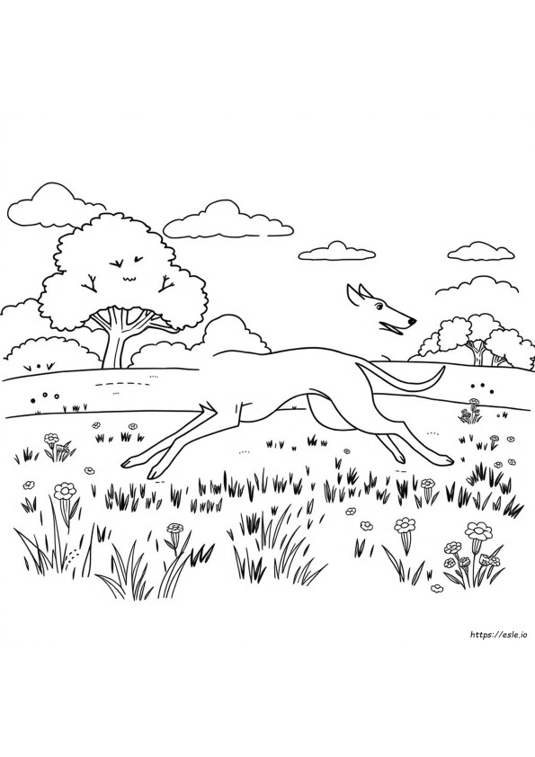 Greyhound Gambar Mewarnai