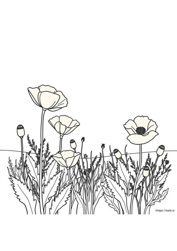 Pagina Da Colorare Di Papaveri Gratis