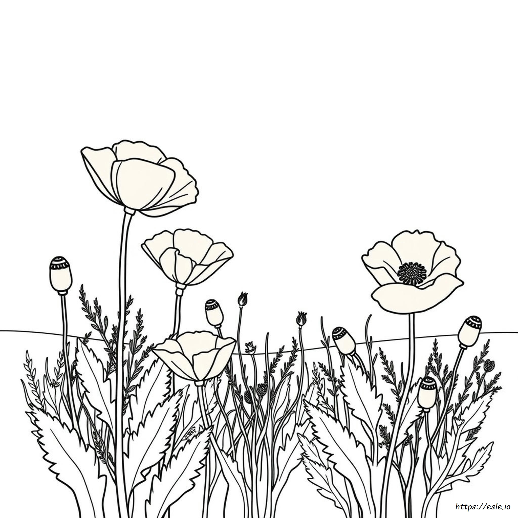 Pagina Da Colorare Di Papaveri Gratis