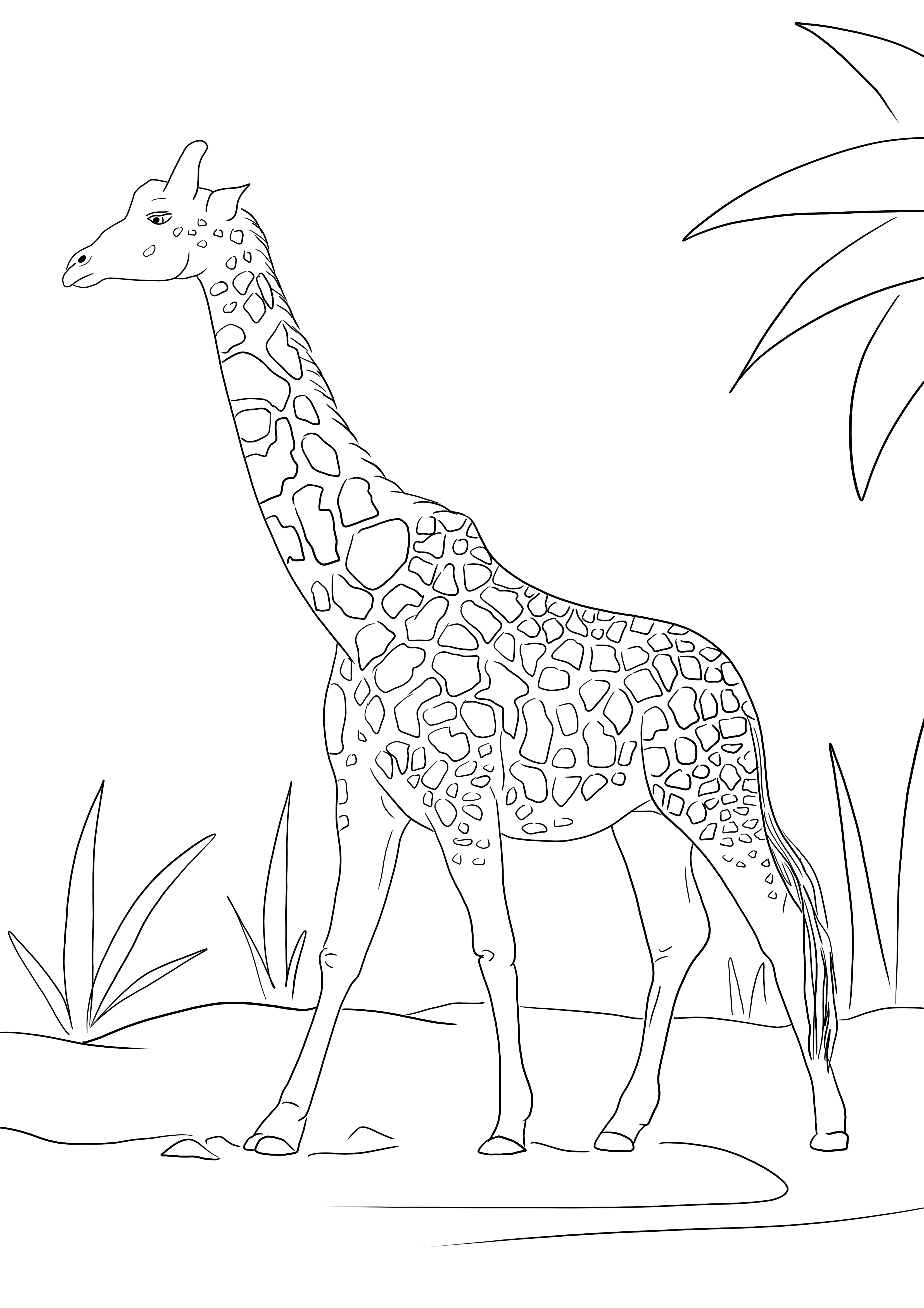 Realistic Giraffe coloring on full page-free printable picture for children