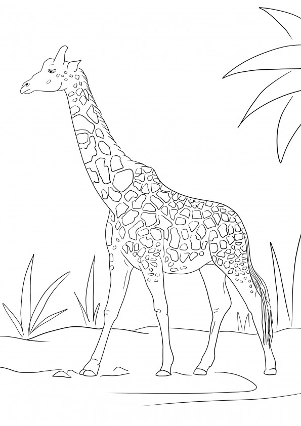 Realistyczna żyrafa do kolorowania na całostronicowym obrazie do wydrukowania dla dzieci