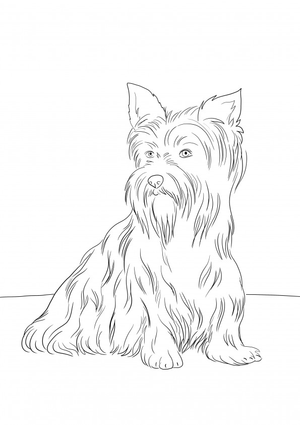 Cute Yorkshire Terrier for coloring and free downloading page