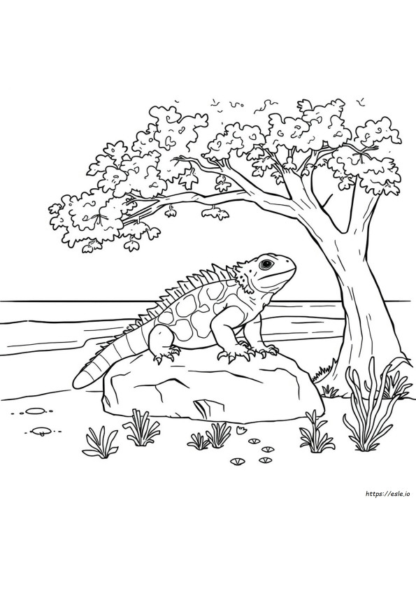 Tuatara Värityskuva