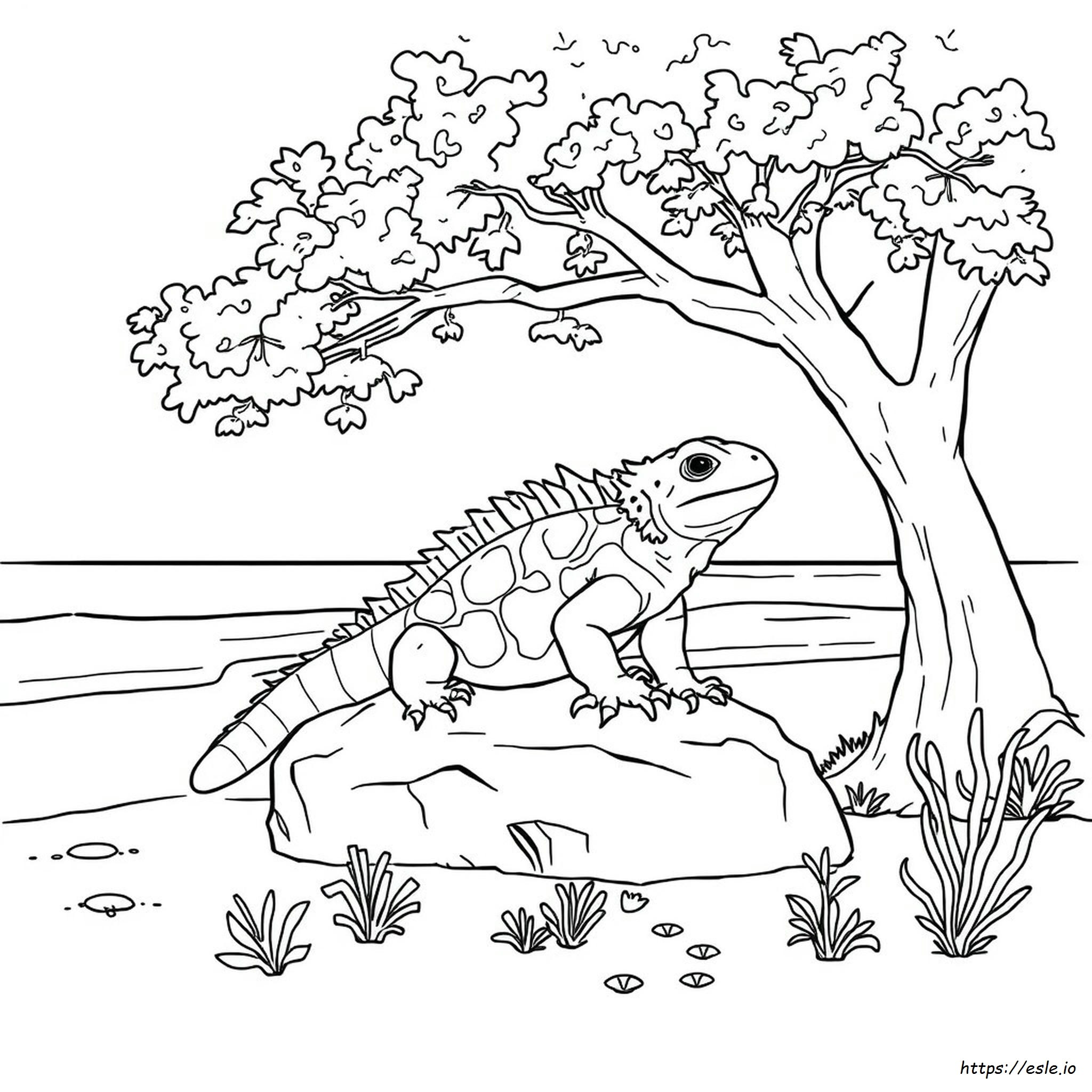 Tuatara Coloring Page