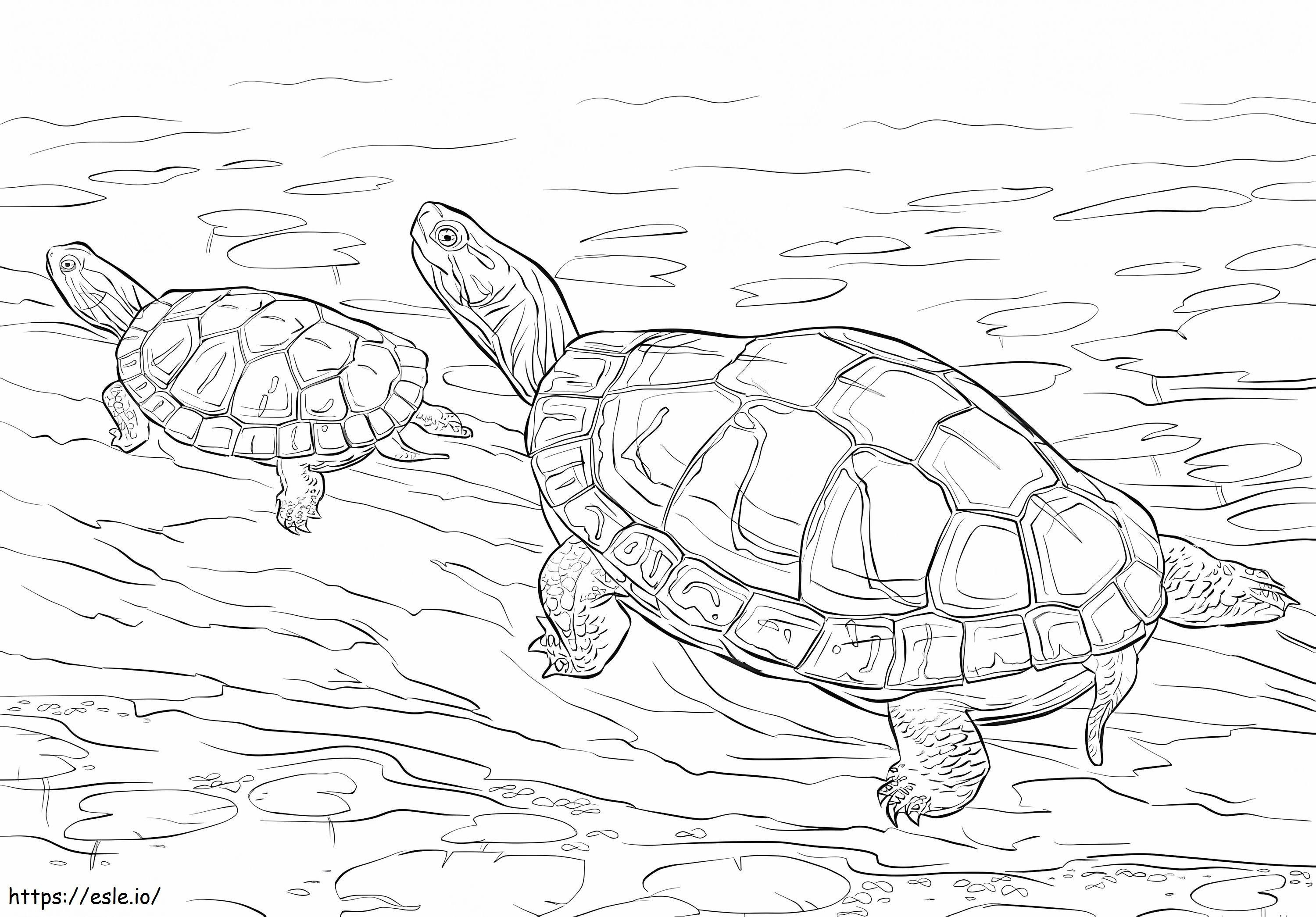Coloriage Deux tortues peintes à imprimer dessin