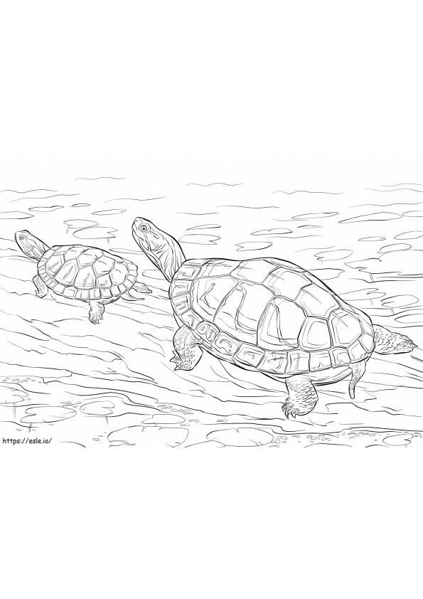 Coloriage Deux tortues peintes à imprimer dessin