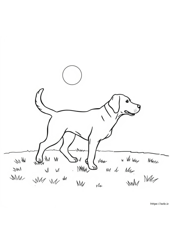 Gambar Mewarnai Labrador