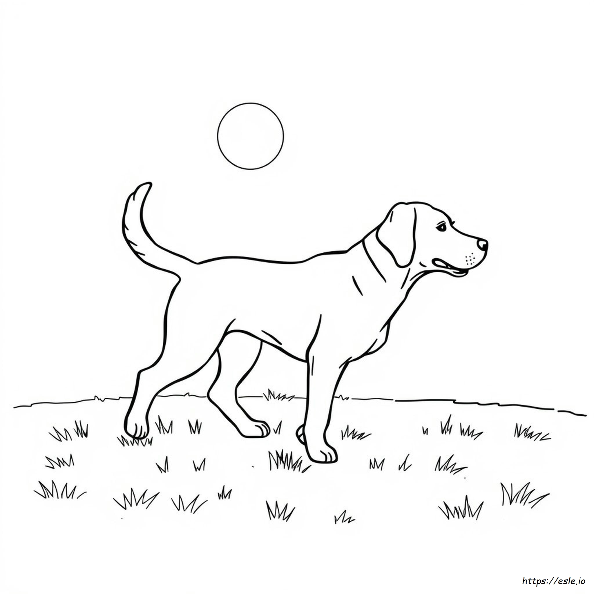 Coloriages De Labrador