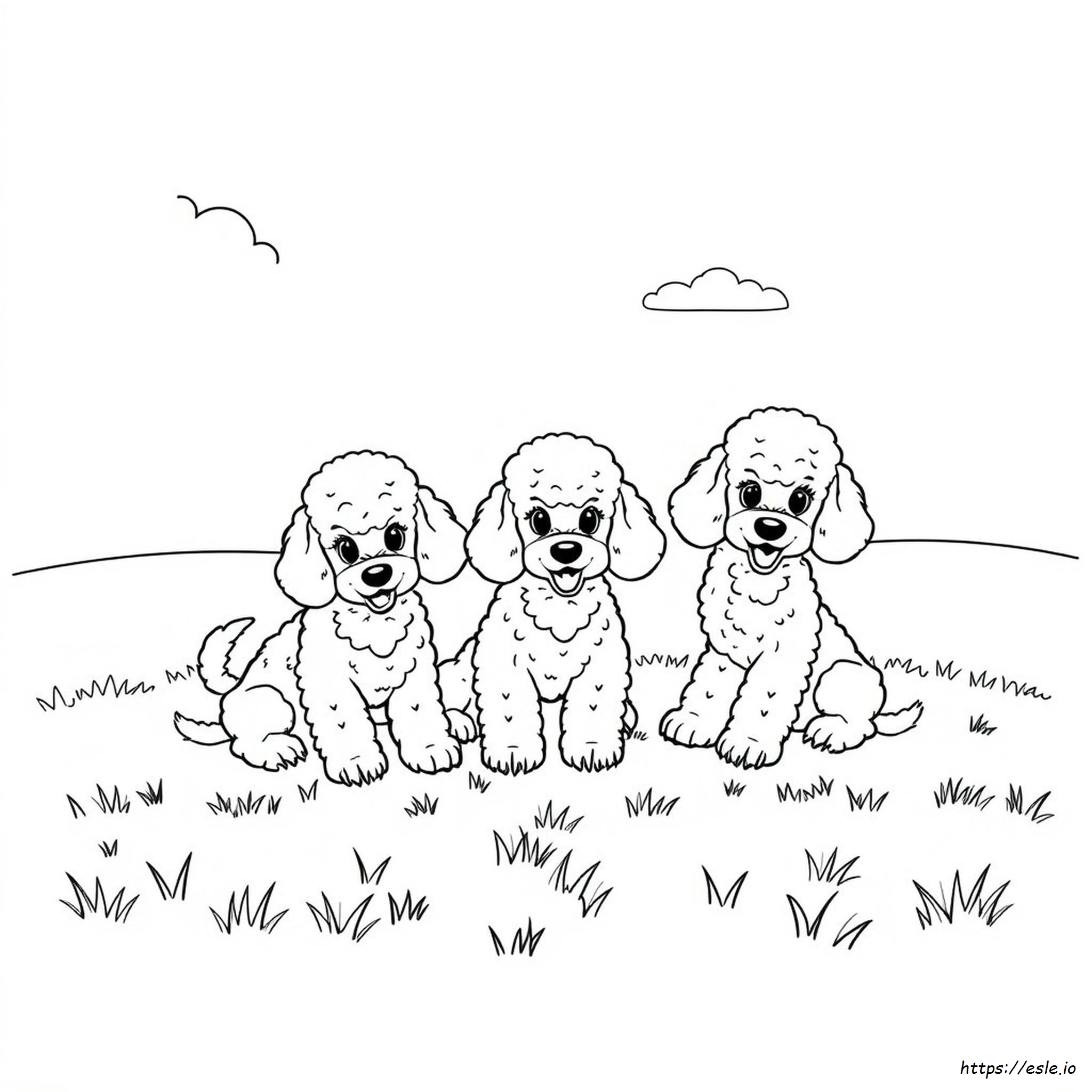 Poodle Colouring Pages