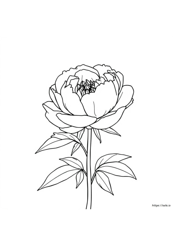 Bunga Peony Gambar