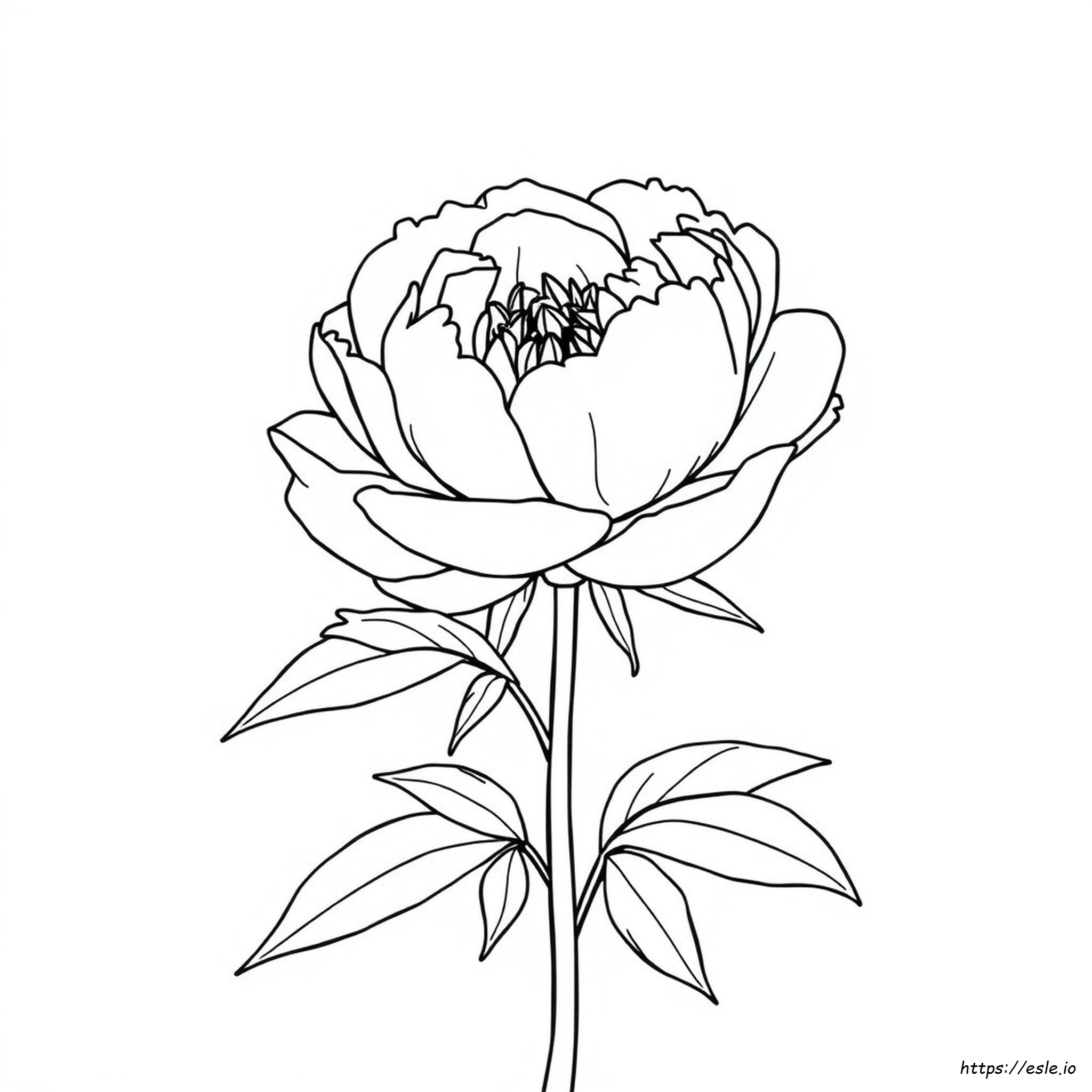 Pagina Da Colorare Con Peonia