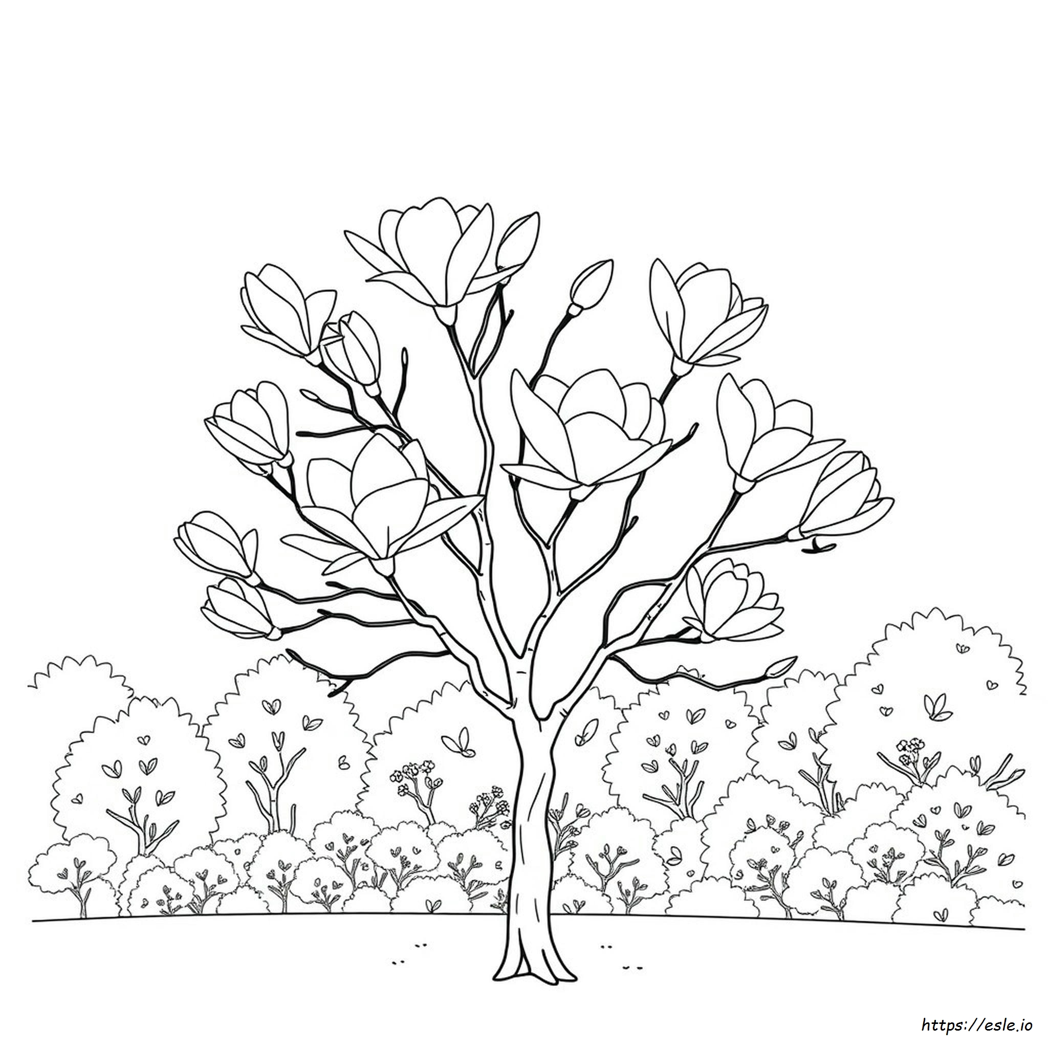 Magnolia Drzewo Kolorowanka
