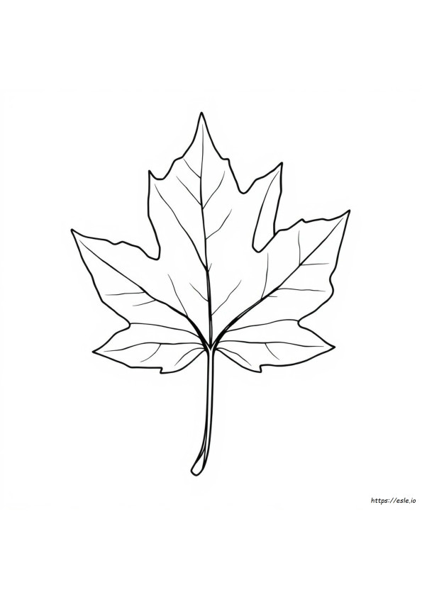 Parts Of A Leaf Coloring Page