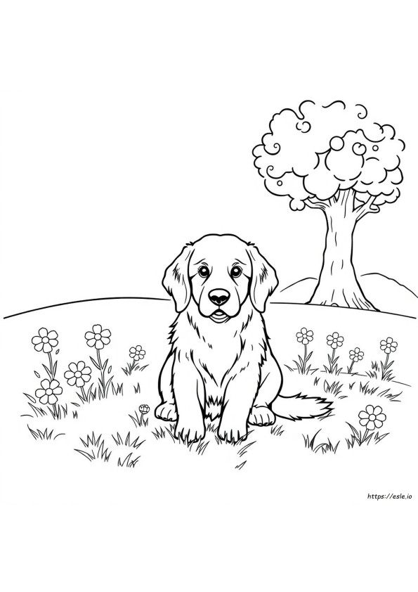 Linda Páginas De Golden Retriever Para Colorear