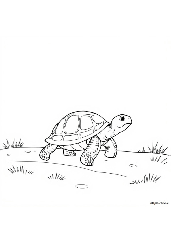 Schildpad Kleurplaat