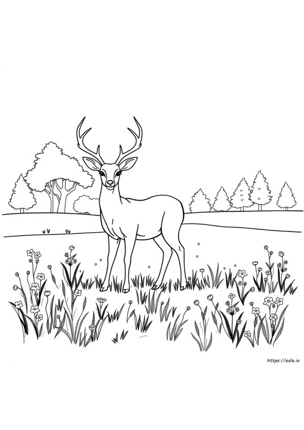 Gambar Mewarnai Rusa Merah
