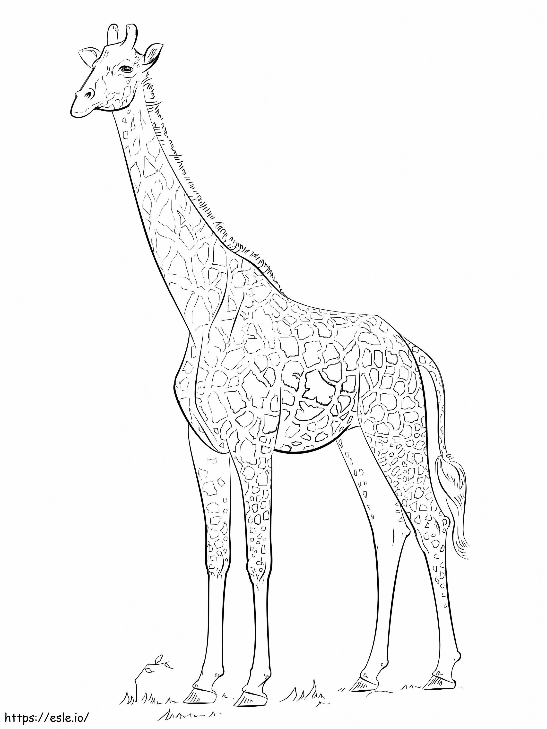 Girafă gratuită de colorat
