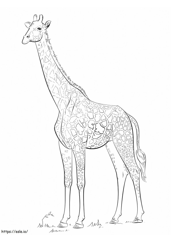 Girafă gratuită de colorat
