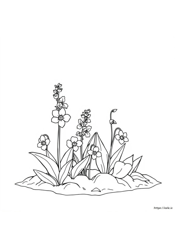 Larkspur Halaman Mewarnai