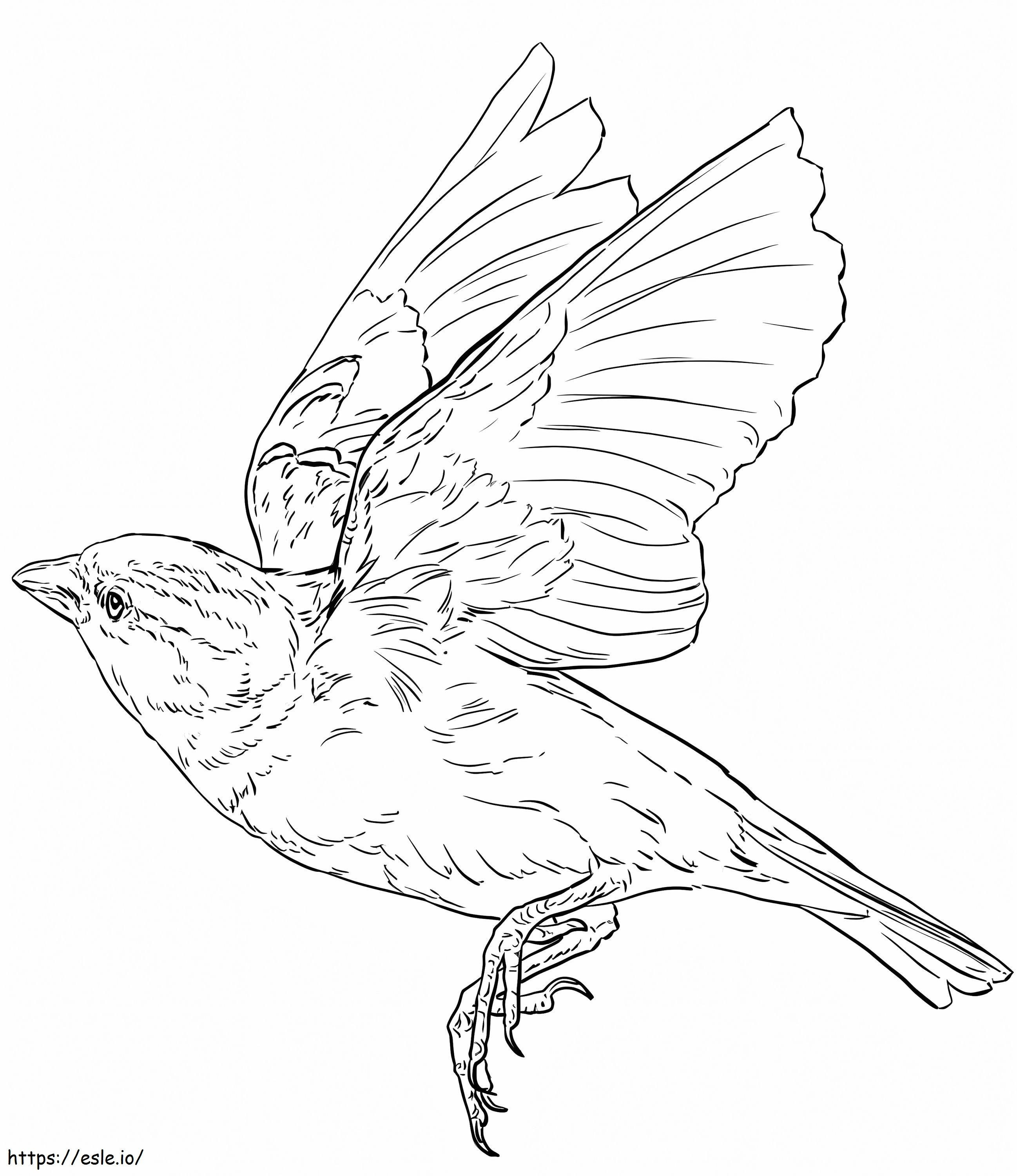 English Sparrow Flying coloring page
