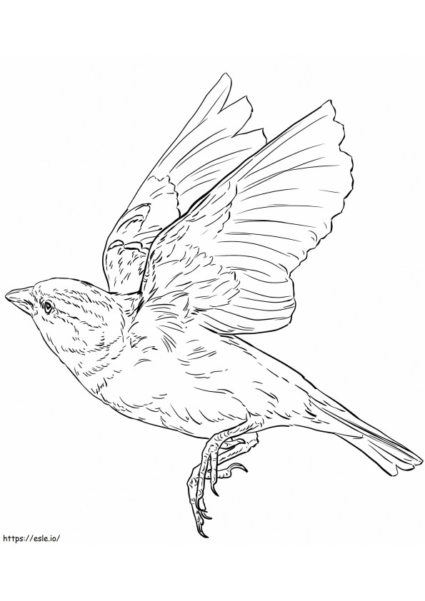 Englantilainen Sparrow Flying värityskuva
