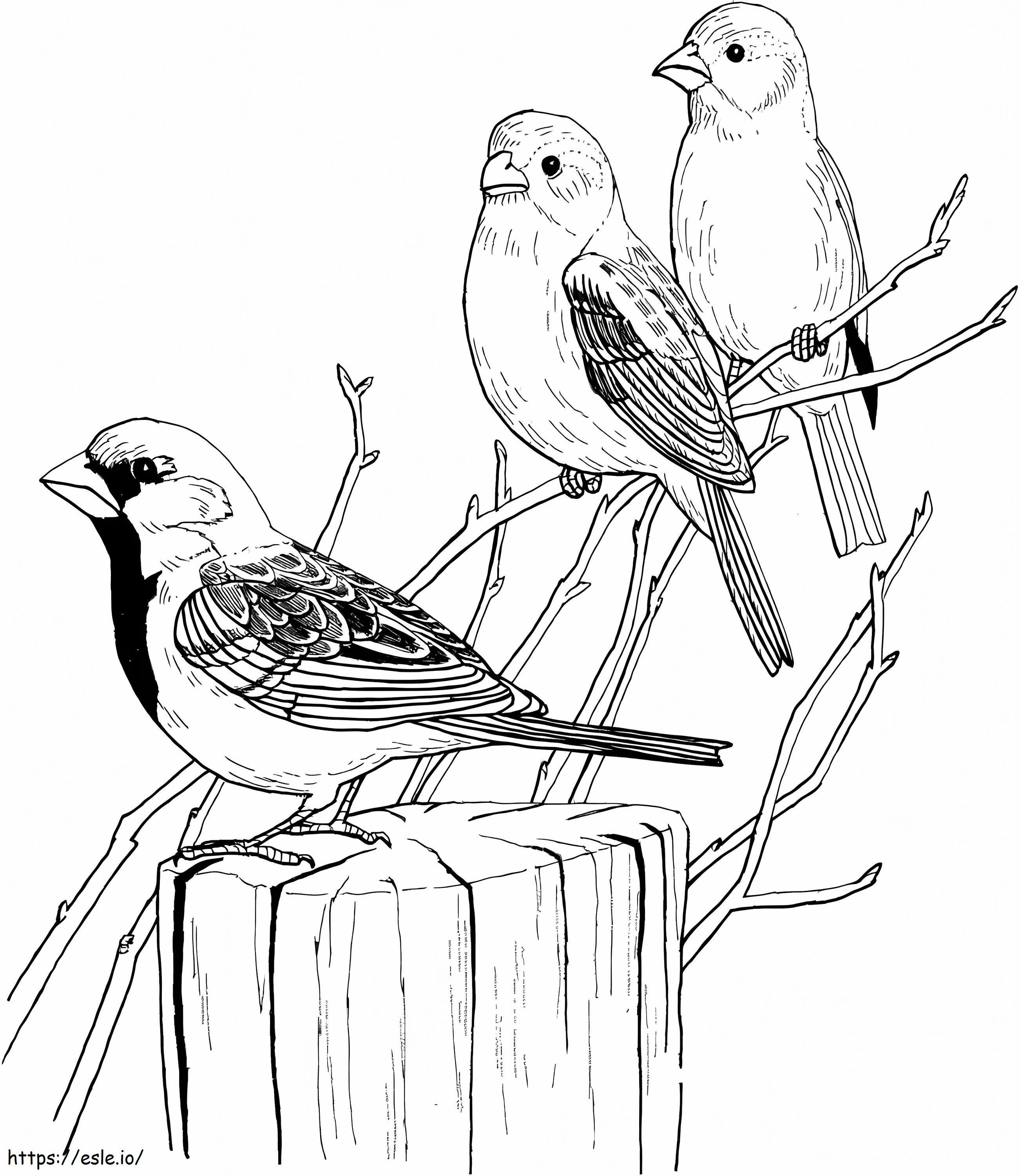 Three Sparrows In Tree coloring page