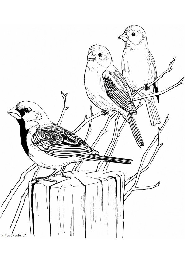 Three Sparrows In Tree coloring page